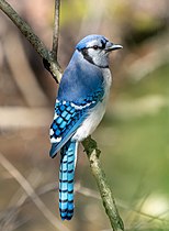 Sininäär (Cyanocitta cristata)