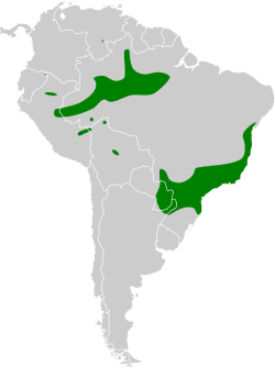 Distribución geográfica del bienteveo trilistado.