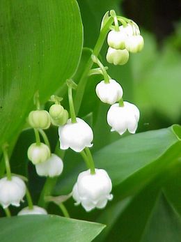 Paprastoji pakalnutė (Convallaria majalis)