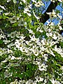 shrub in flower