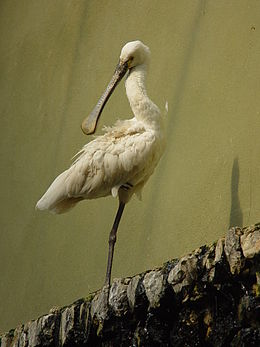 Kanalasgém (Platalea leucorodia)