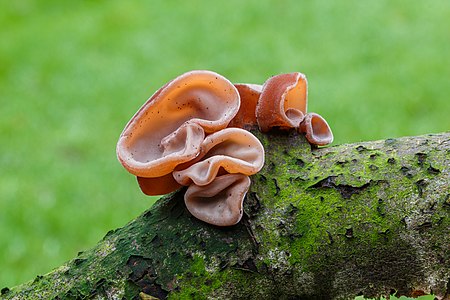 Auricularia auricula-judae (Jelly Ear)