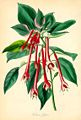 Fuchsia fulgens