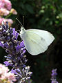 Amrum Nebel Kleiner Kohlweißling (Pieris rapae)