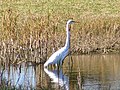 A Great Egret wades near the west bank of the Halifax River.