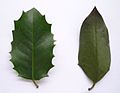 4614 Stord kristtorn Ilex aquifolium