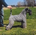 Kerry blue terrier