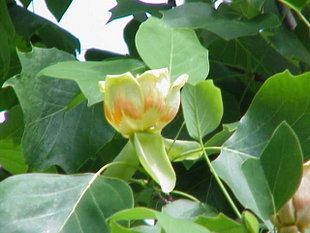 Almindelig Tulipantræ (Liriodendron tulipifera).