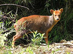 Pudu du Sud (Pudu puda)