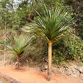 Pandanus utilis originário de Madagascar, Formosa, Goiás.