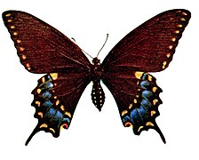 Papilio polyxenes illustration.jpg