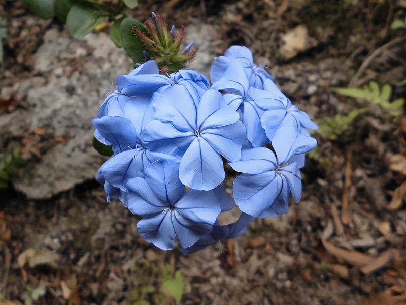 File:Ramo de flores desconocida.JPG