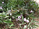 Patana doça, Ipomoea batatas, Jardin botanic de Maui Nui