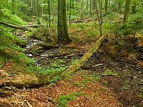 Image illustrative de l’article Forêts primaires de hêtres des Carpates et d'autres régions d'Europe