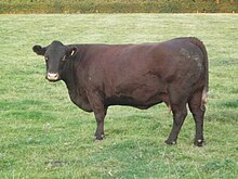 Sussex cow