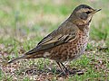 Turdus naumanni (cat.)