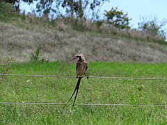 Tesoura-do-brejo (Gubernetes yetapa) - Elloá Vicaro.jpg