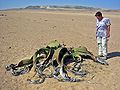 Rostlina rodu Welwitschia