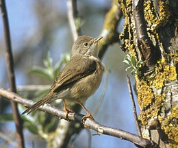 Самка підвиду Sylvia cantillans inornata‎