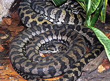 Morelia spilota variegata 2.jpg