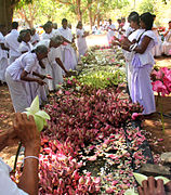 Buddhists preparing for lotus puja in Sri Lanka