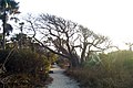 Ein Baobab an der Strandseite