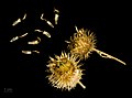 Arctium tomentosum - Museum specimen