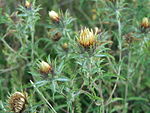 Carlina biebersteinii