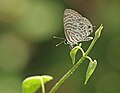 * Nomination: Close wing Basking of Leptotes plinius (Fabricius, 1793) - Zebra Blue (Male) . By User:Sandipoutsider --TAPAN1412 15:23, 14 October 2024 (UTC) * * Review needed