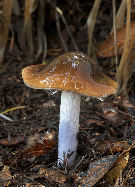 File:Cortinarius vanduzerensis 134617.jpg