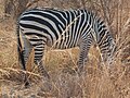 Sommige Crawshays zebra's hebben lichte schaduwstrepen.