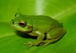 Dendropsophus labialis