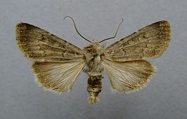 Euxoa decora