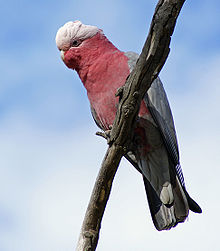 Cockatoo perchin on a branch. Its plumage on the tap o its heid abuin its ees is white an it has a horn-coloured beak. The rest o its heid, its neck, an maist o its front are pink. Its wings an tail are grey.