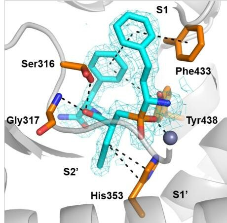 File:Figure 4. Crystal structure of ERAP1 co-crystallized with DG046..pdf