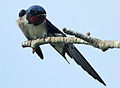 Hirondelle de Guinée (Hirundo lucida).