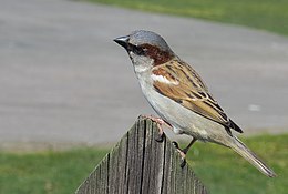 Házi veréb (Passer domesticus)