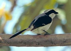 Pelēkmuguras čakste (Lanius excubitoroides)