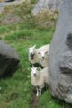 Three sheep hiding behind a rock in the south of Norway