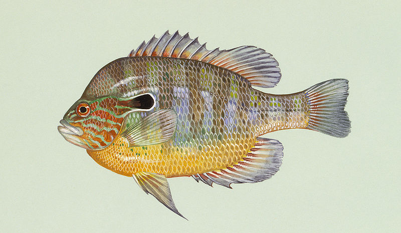 File:Lepomis megalotis2.jpg