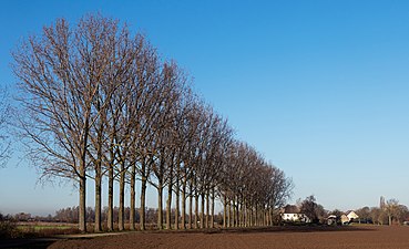 Bomen aan de Leutschestraat