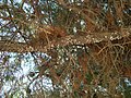 Turkish pine branches in Athens.