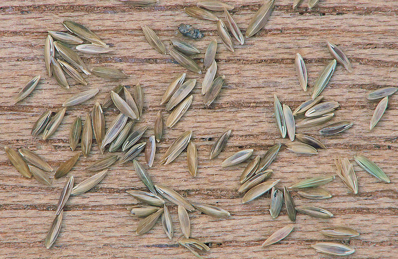 File:Poa trivialis seeds 3mm.jpg