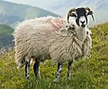 Swaledale-får.