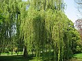 Salix × pendulina nothof. tristis 'Tristis'