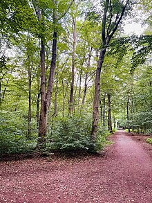 Waldweg an der Sechs-Seen-Platte