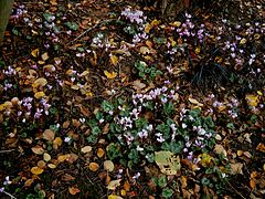 Cyclamen hederifolium en sous-bois dans le centre de la Belgique.