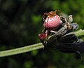 Macho e fêmea de Thomisus sp (note-se a forma dos pedipalpos).