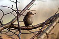 Leighton Moss, Lancs