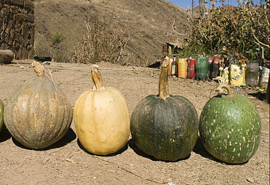 Salta, en el centro dos zapallos de Cucurbita pepo, quizás llamados Angola.